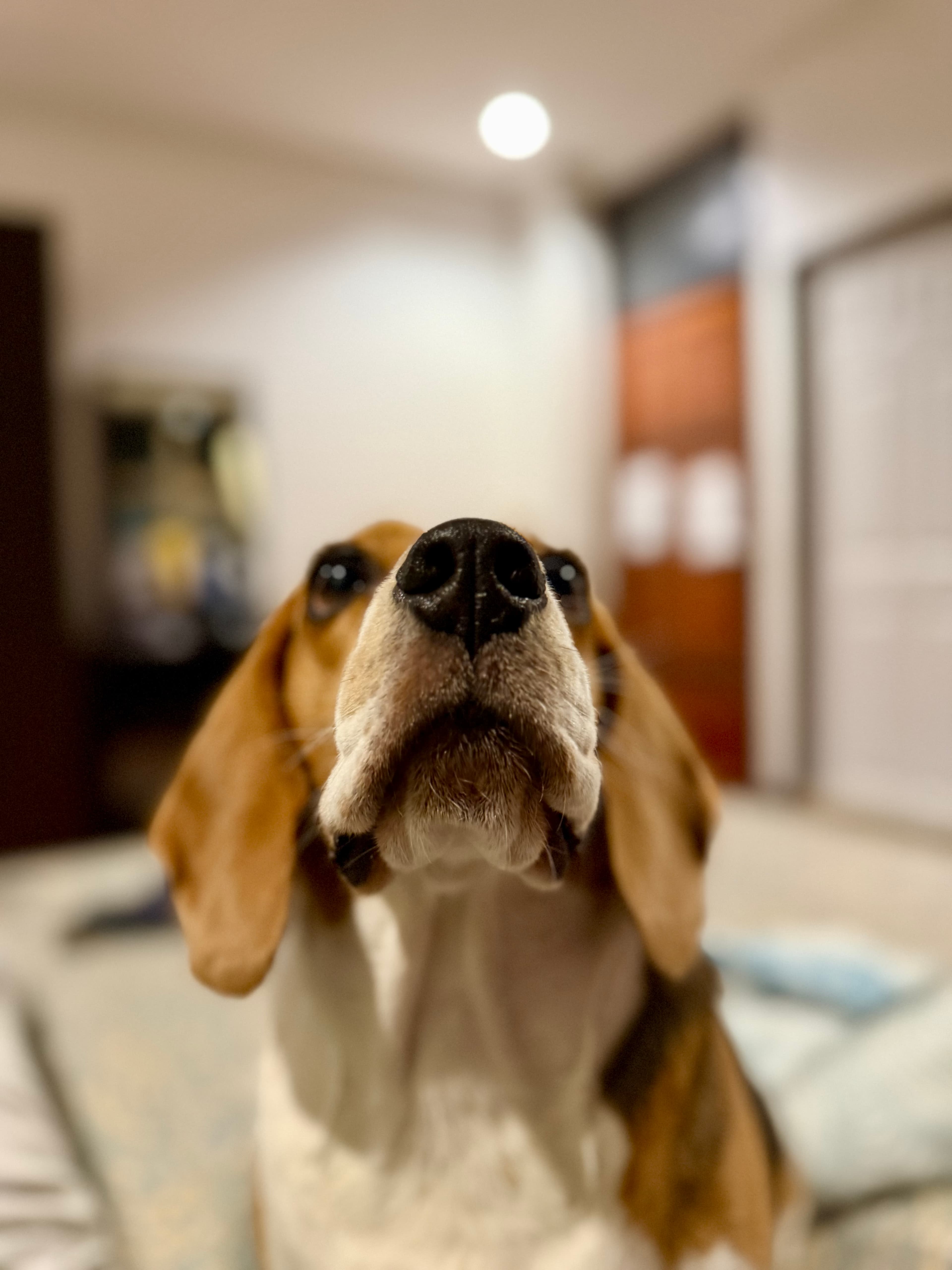 Beagle