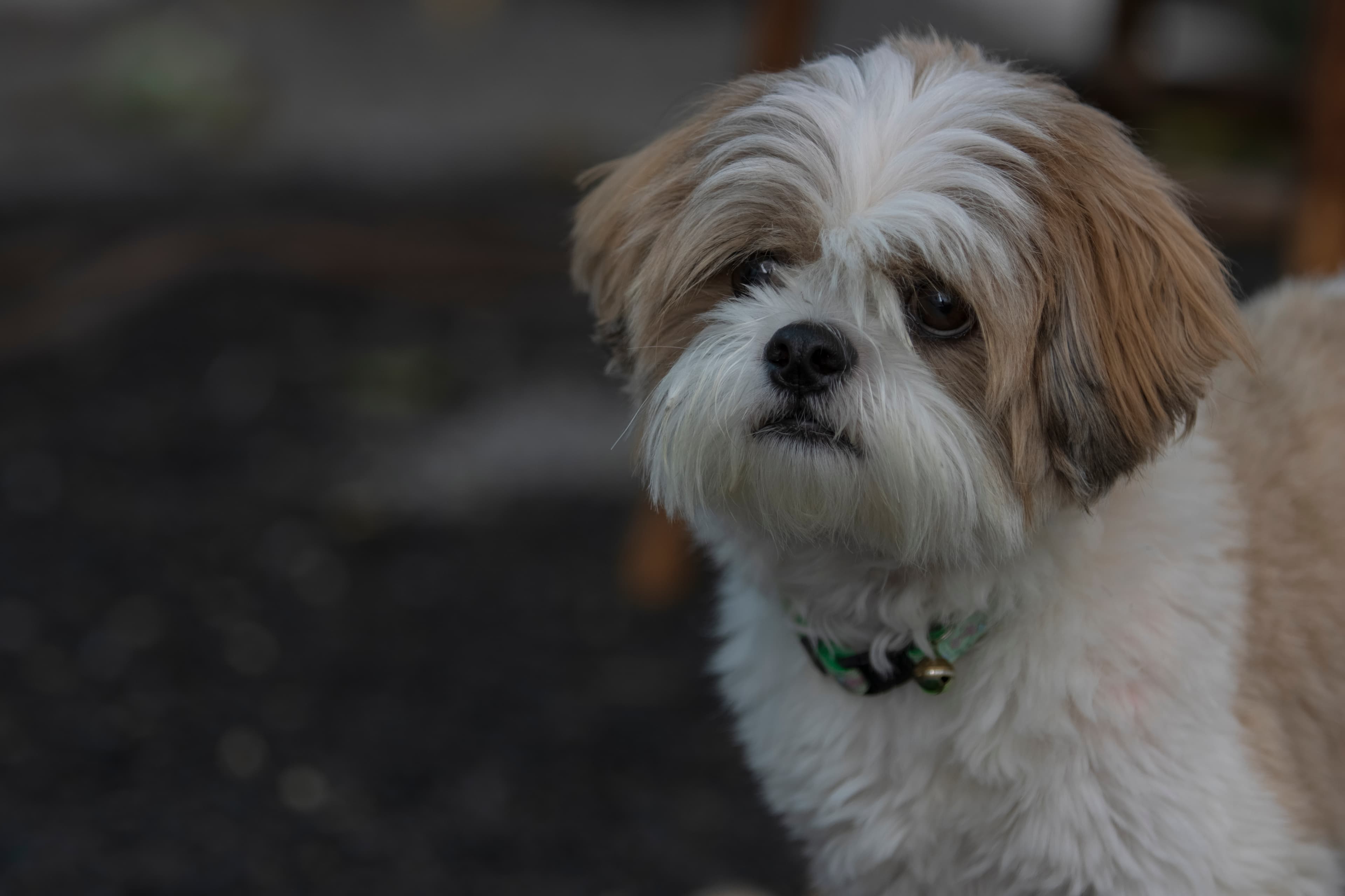 Shih Tzu