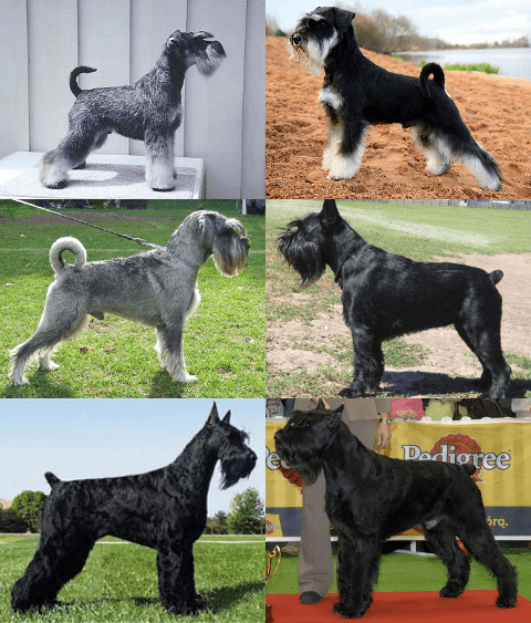 Standard Schnauzer