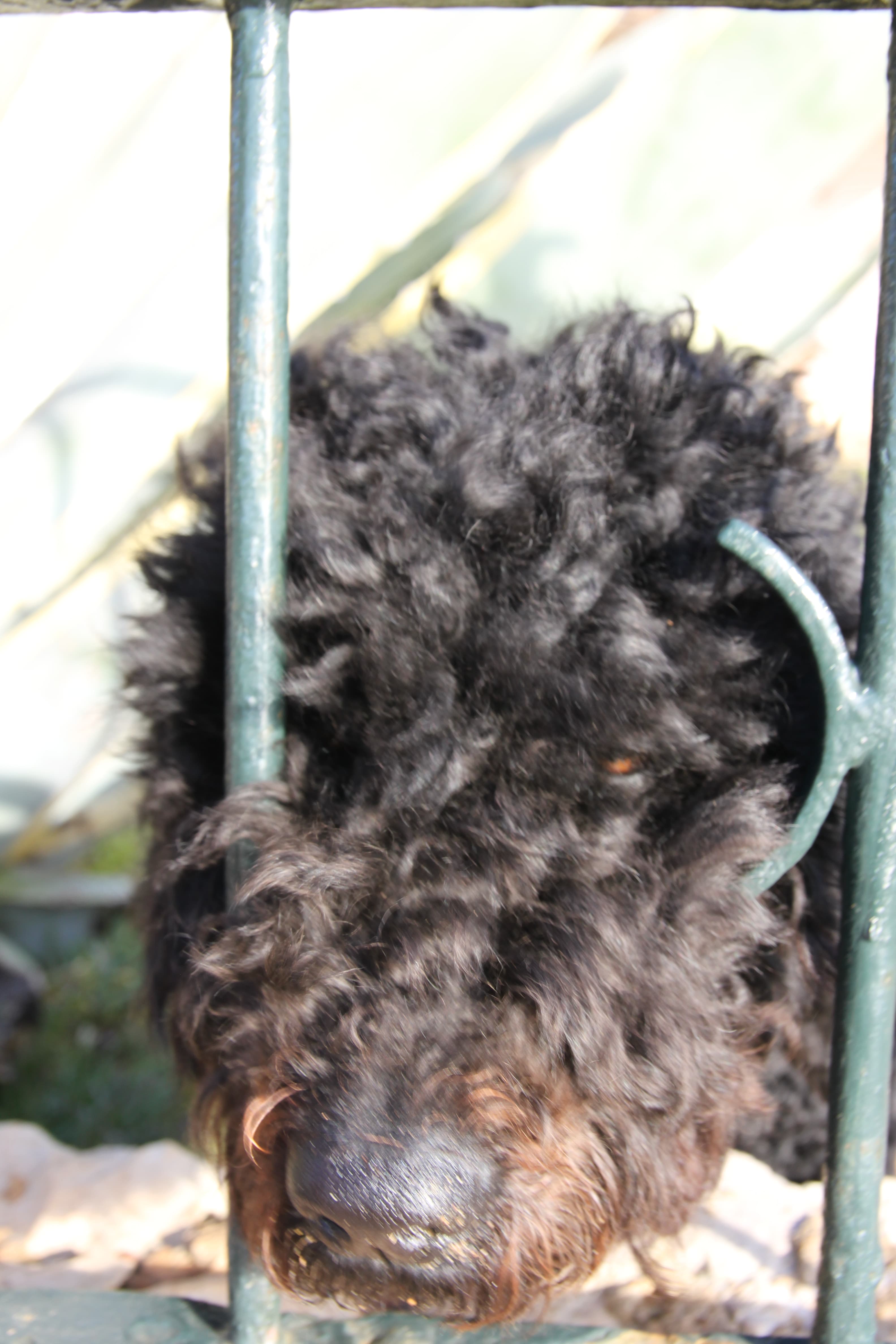 Portuguese Water Dog