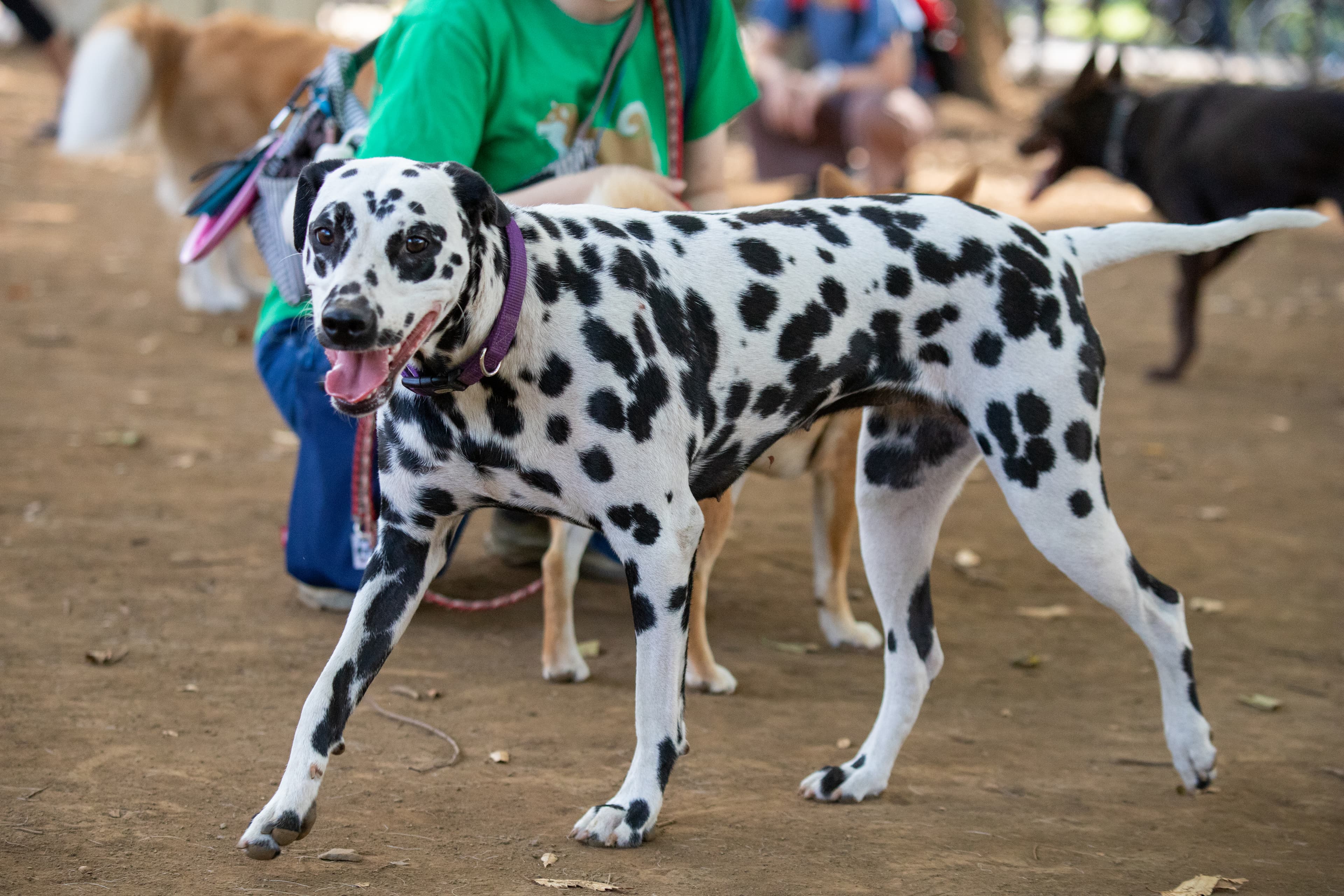 Dalmatian