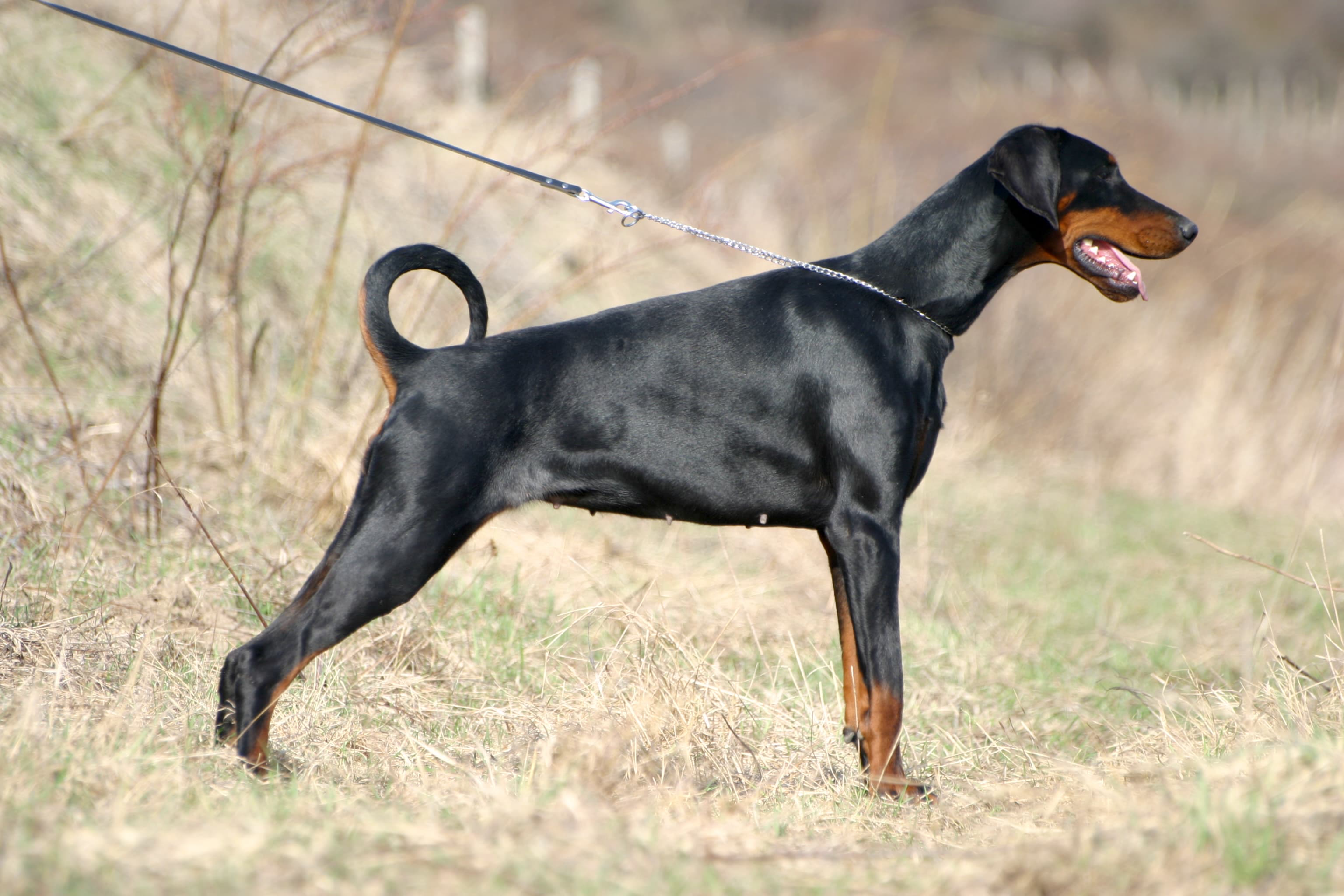 Doberman Pinscher