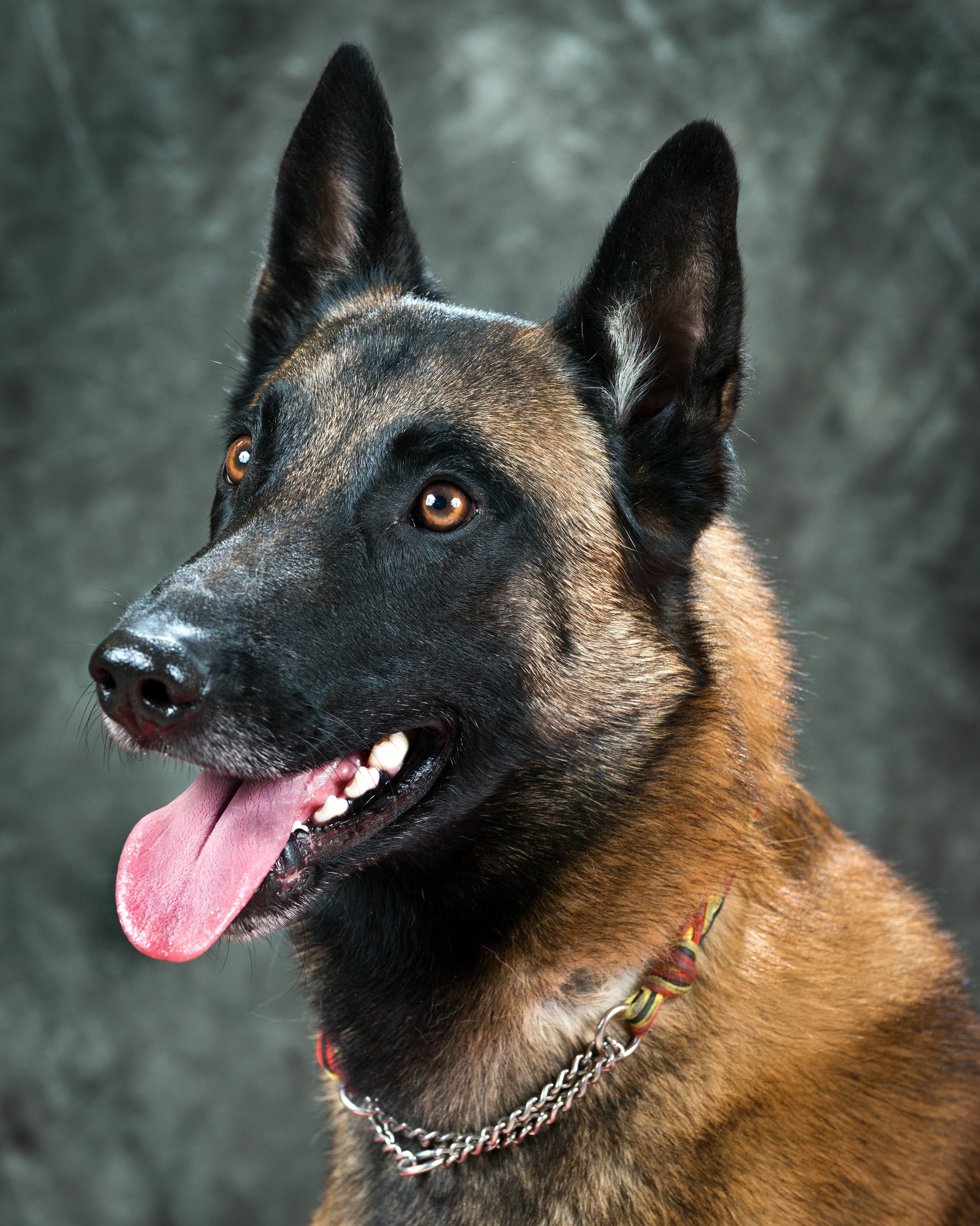 Belgian Malinois